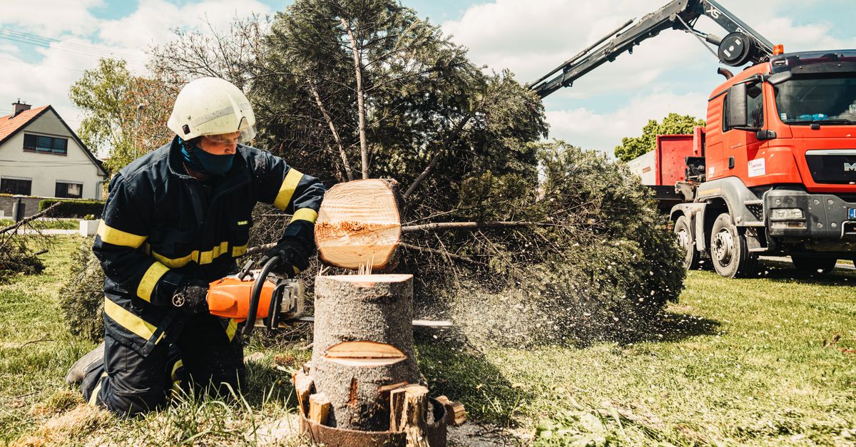 Tree Services at work