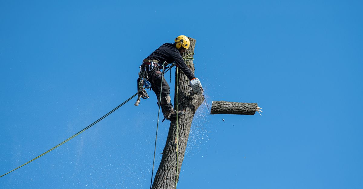 Tree Services at work