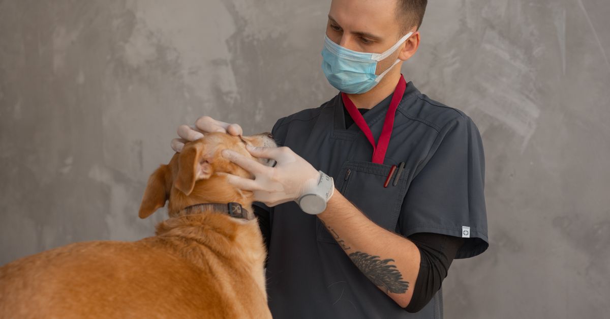 Veterinarians at work