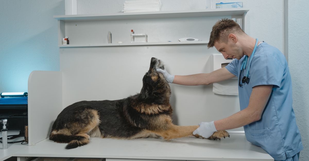 Veterinarians at work
