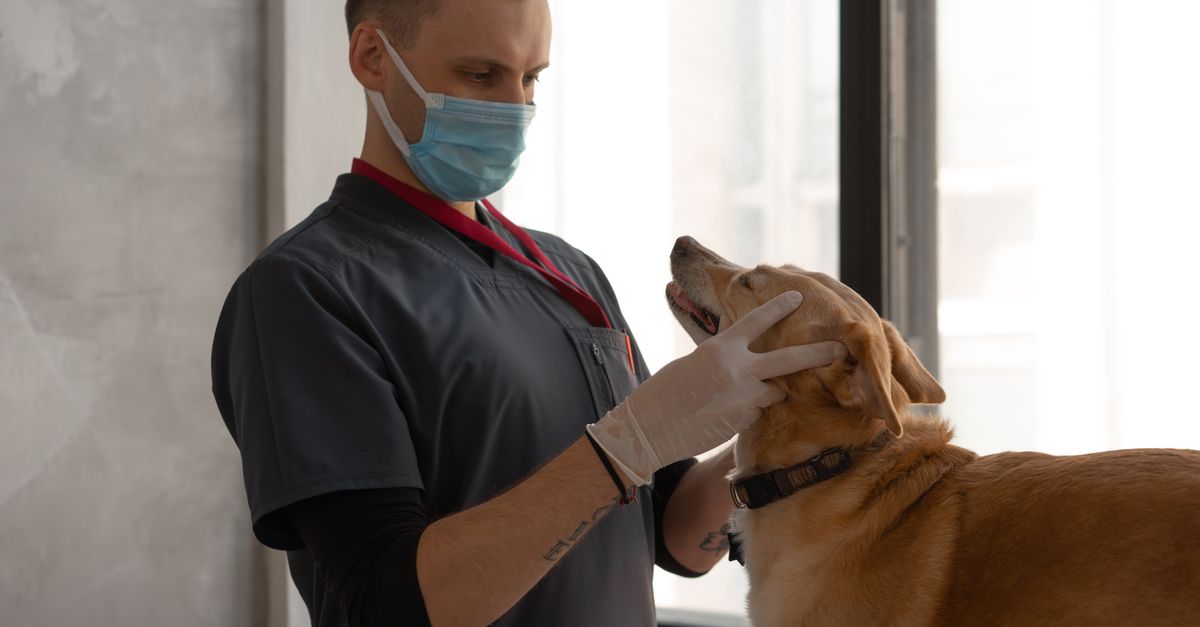 Veterinarians at work