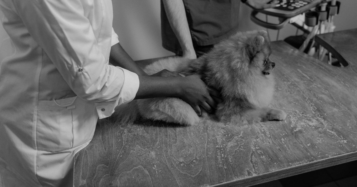 Veterinarians at work